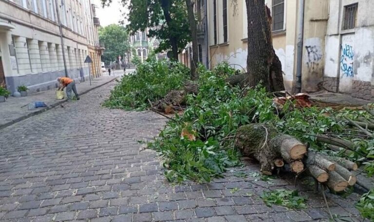 У Львові ліквідовують наслідки нічної негоди: повалено 47 дерев, пошкоджено 2 авто
