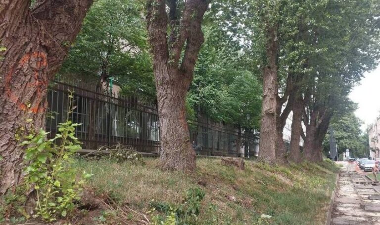 Біля Львівської політехніки зріжуть десять тополь