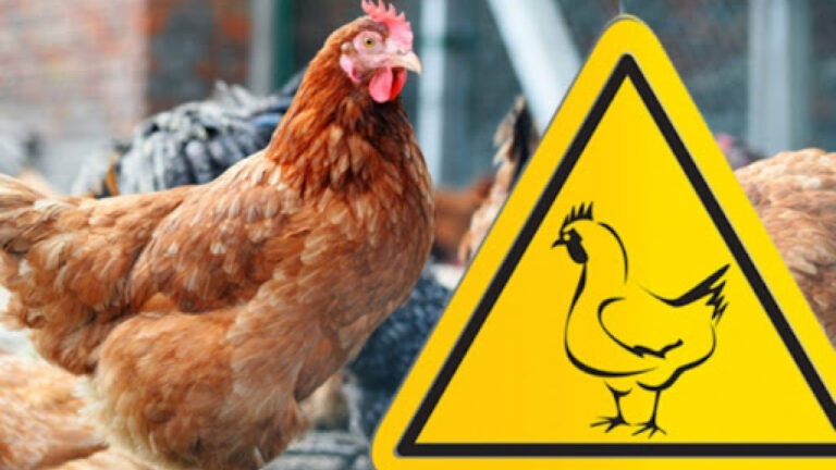 У Європі різко зростає поширення пташиного грипу: найвищий рівень спалахів за останнє десятиліття.