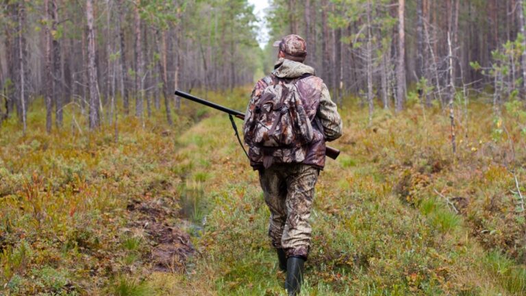На Львівщині планують контрольоване відловлення диких тварин: громада висловила незадоволення, влада дала роз’яснення.