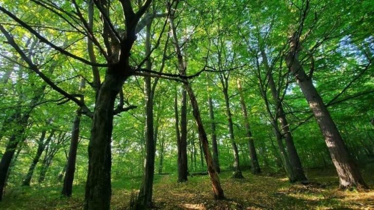 У Львові й Брюховичах заснують два нові природні заповідники