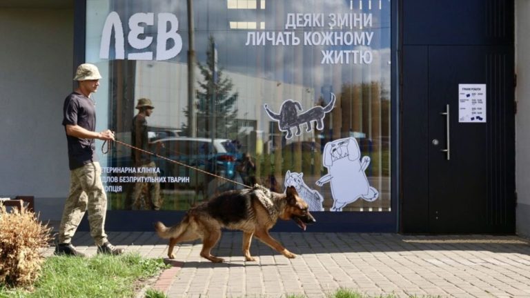 У Львові шукають волонтерів для вигулу собак із центру допомоги безпритульним тваринам