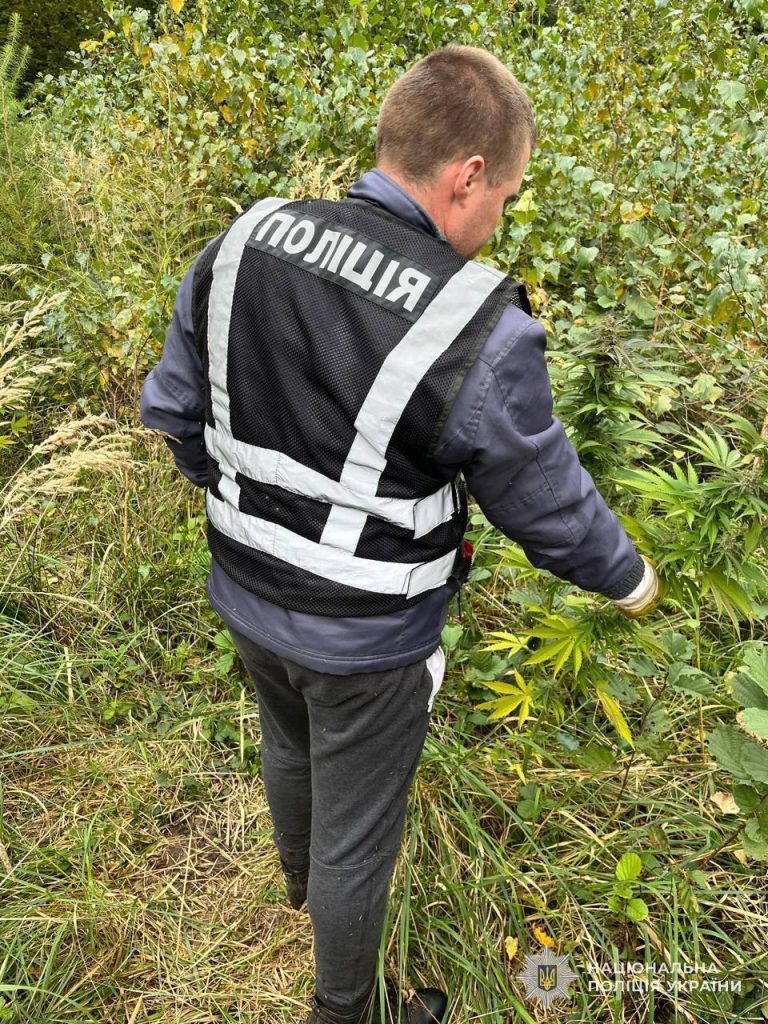 На Львівщині виявили нелегальну плантацію конопель — її організаторів постануть перед судом