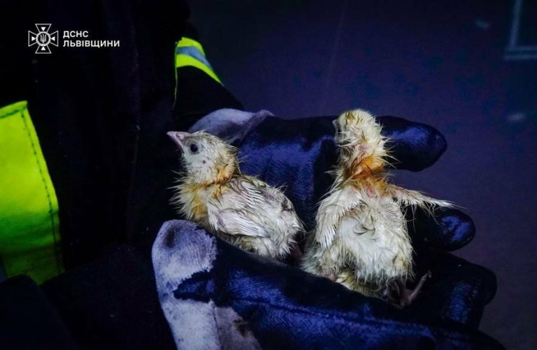 Рятувальна операція у пташнику на Львівщині: вогнеборці вивели понад 23 тисячі курчат — ФОТО