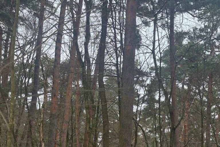 Львівська міськрада не погодила вирубку лісу у Брюховичах, де ростуть 50-річні сосни та 70-річні дуби