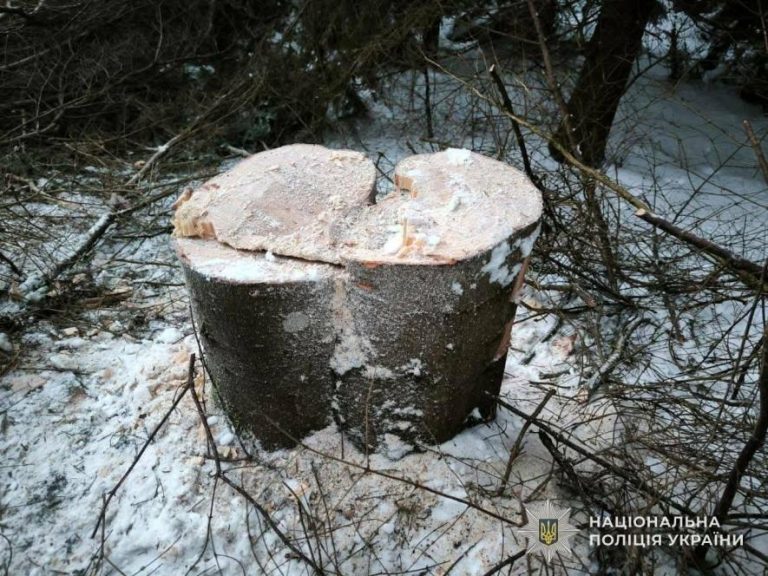 На Львівщині судитимуть чоловіка за незаконну вирубку ялиць у ландшафтному парку — ФОТО
