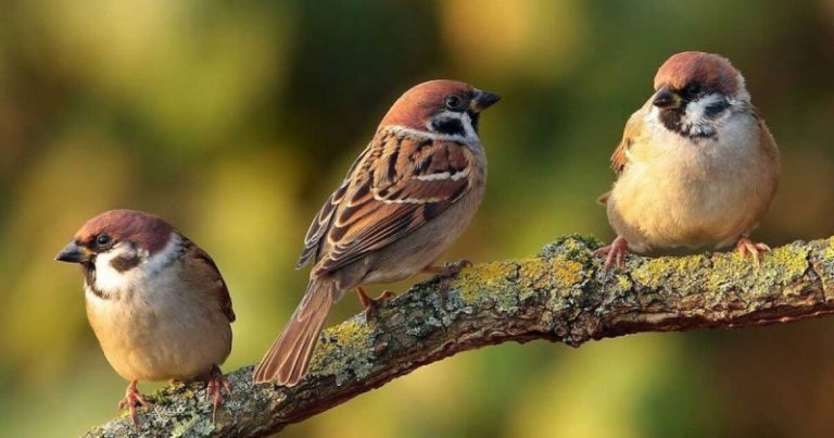 У Львові пояснили, чому зникають деякі види птахів і як їх врятувати