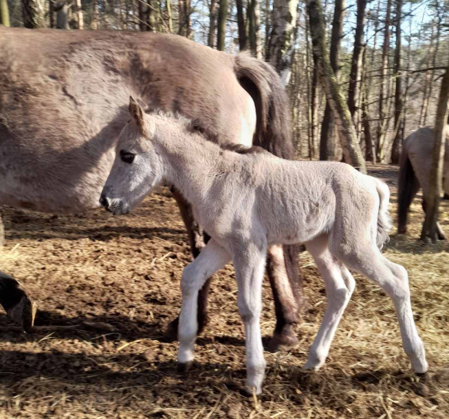 У нацпарку на Львівщині з’явилося новонароджене лоша