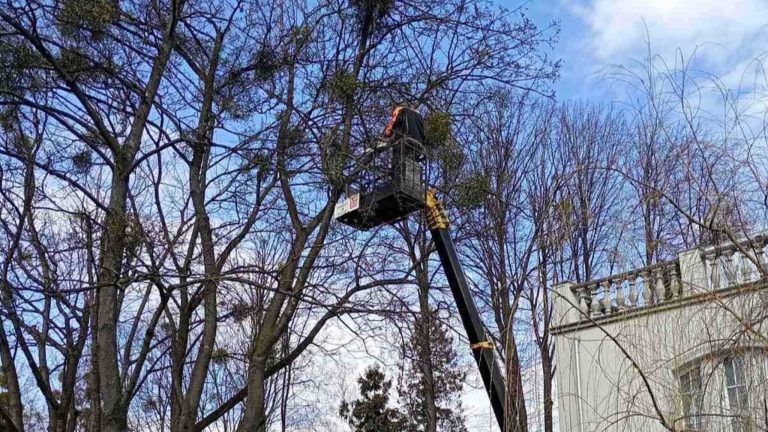 У Львові завтра на годину обмежать рух на одній із вулиць через обрізку дерев