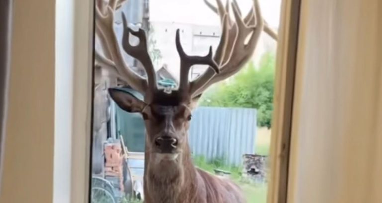 Львівські волонтери вирушили рятувати оленя Бориса, що постраждав від наїзду авто на Рівненщині