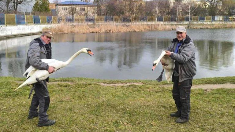 Після зимової перерви на львівському озері знову з’явилися лебеді