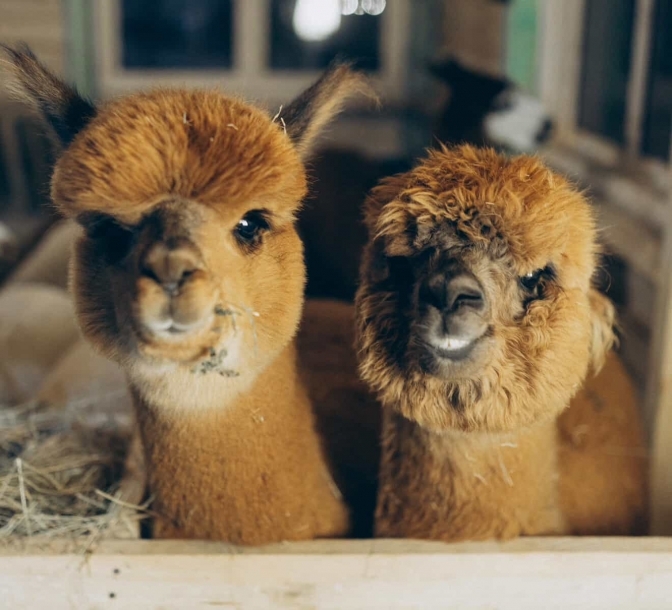 Під Львовом відкрили ферму альпак — спокій і тиша замість міського шуму