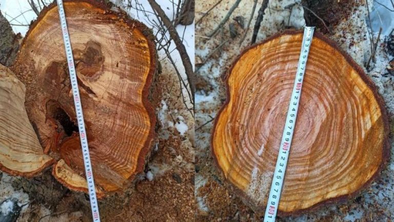 За незаконну вирубку у заповіднику судитимуть двох мешканців Львівщини