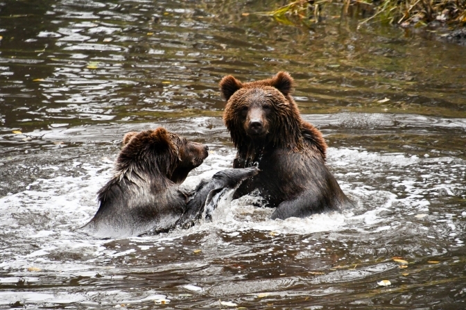Домажирські ведмеді вже готові зустрічати відвідувачів