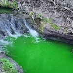 Несподіване зеленіння Зубри у Львові — що відомо, ФОТО