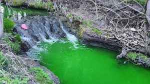 Несподіване зеленіння Зубри у Львові — що відомо, ФОТО