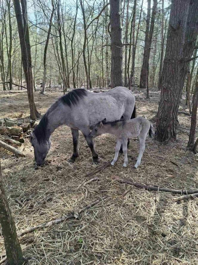 На Великдень у Львівській області народилося лоша тарпанів — фото рідкісного дива