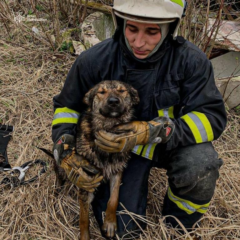 На Львівщині рятувальники витягли собаку з бетонного колодязя — ФОТО