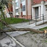 Потужний вітер у Львові паралізував рух через повалені дерева в різних районах