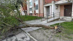 Потужний вітер у Львові паралізував рух через повалені дерева в різних районах