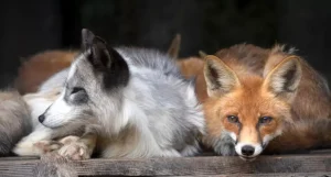 Благодійний ярмарок «Коло весни» у Львові: збір допомоги для тварин