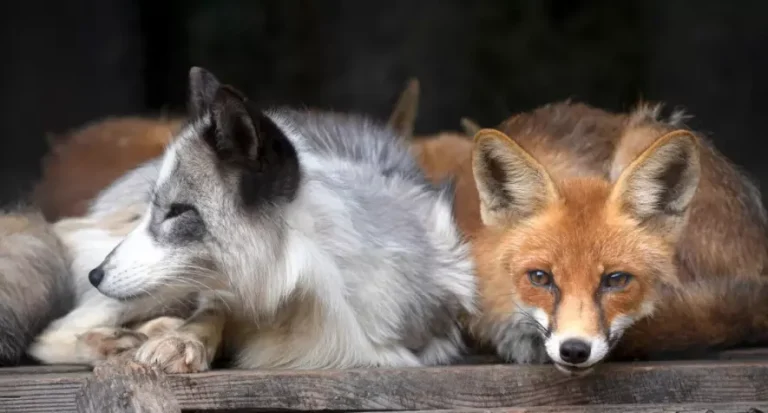 Благодійний ярмарок «Коло весни» у Львові: збір допомоги для тварин