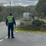 Потужний вітер повалив дерево на вантажівку — 46-річного водія госпіталізовано