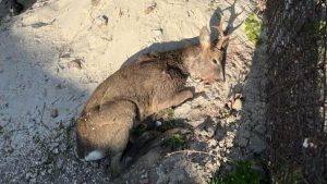 Під Львовом місцеві врятували поранену косулю, виявлену на землі — ФОТО
