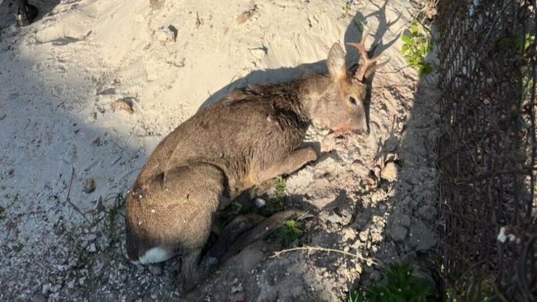 Під Львовом місцеві врятували поранену косулю, виявлену на землі — ФОТО