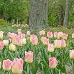 Левандівський парк — нова тюльпанова перлина квітучого Львова