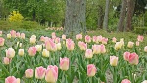 Левандівський парк — нова тюльпанова перлина квітучого Львова