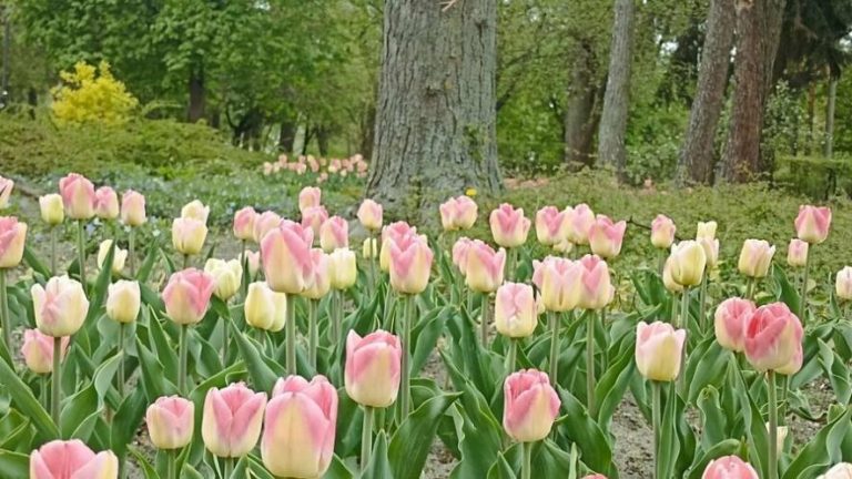 Левандівський парк — нова тюльпанова перлина квітучого Львова