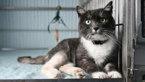 У Львові стартував тестовий банк донорської крові для котів