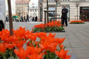 Понад 30 сортів тюльпанів розквітли у Львові — найкращі місця для весняних прогулянок