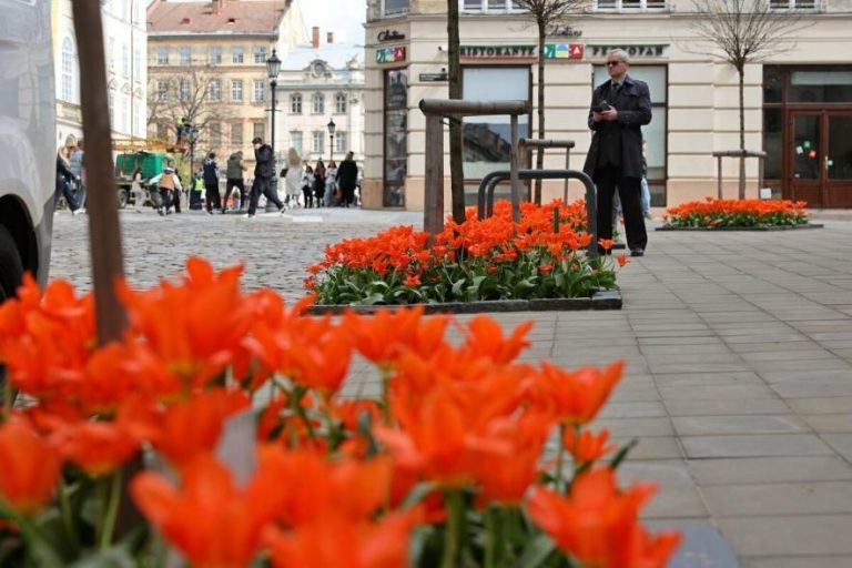 Понад 30 сортів тюльпанів розквітли у Львові — найкращі місця для весняних прогулянок