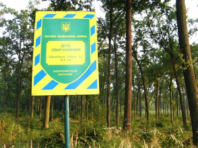Прокуратура оскаржує намір забудувати понад 13 гектарів лісу у Брюховичах котеджами