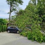 Сильний вітер у Львові повалив дерево на приватне авто на Виговського
