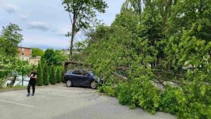 Сильний вітер у Львові повалив дерево на приватне авто на Виговського