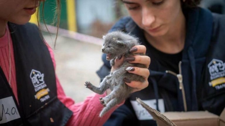 Благодійний ярмарок у Львові зібрав 1,1 млн грн для Домівки врятованих тварин