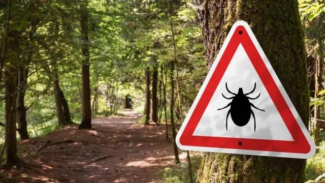 У парках Львова продовжать обробку від кліщів — де і коли працюватимуть
