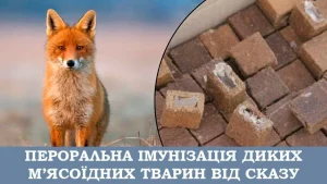 На Львівщині стартувала масштабна вакцинація диких тварин проти сказу