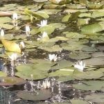 У парку «Боднарівка» у Львові розцвіли водяні лілії — справжні русалчині квіти ФОТО