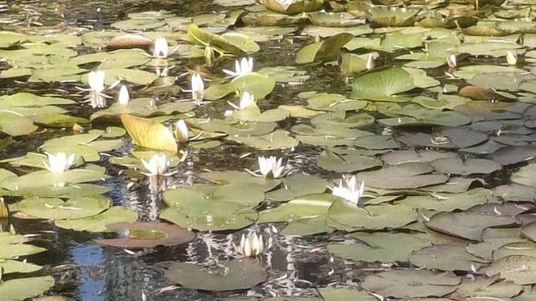 У парку «Боднарівка» у Львові розцвіли водяні лілії — справжні русалчині квіти ФОТО