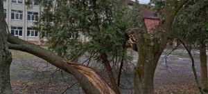 У ЛМР відреагували на звинувачення правоохоронців у незаконній вирубці дерев