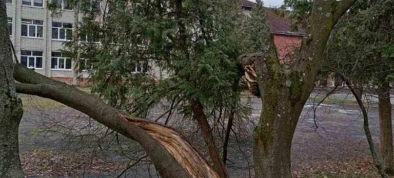 У ЛМР відреагували на звинувачення правоохоронців у незаконній вирубці дерев