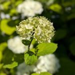 Вівторок: сонячно та спекотно, до +36°C