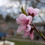 Вівторковий прогноз: короткочасні зливи й грози, близько +22°C