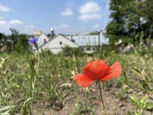 Меморіальні простори Львова вкрилися луговими травами