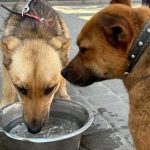 Одна миска води врятує життя: львів’ян закликають подбати про тварин у спеку