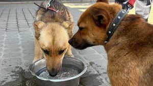 Одна миска води врятує життя: львів’ян закликають подбати про тварин у спеку